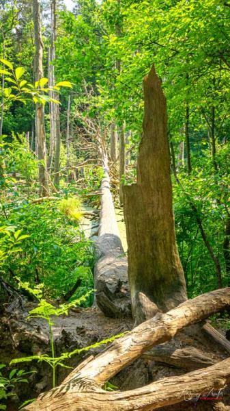 Das Abenteuer-Outdoor-Shooting mit Shania in der Sch&ouml;nower Heide oder im Briestal!